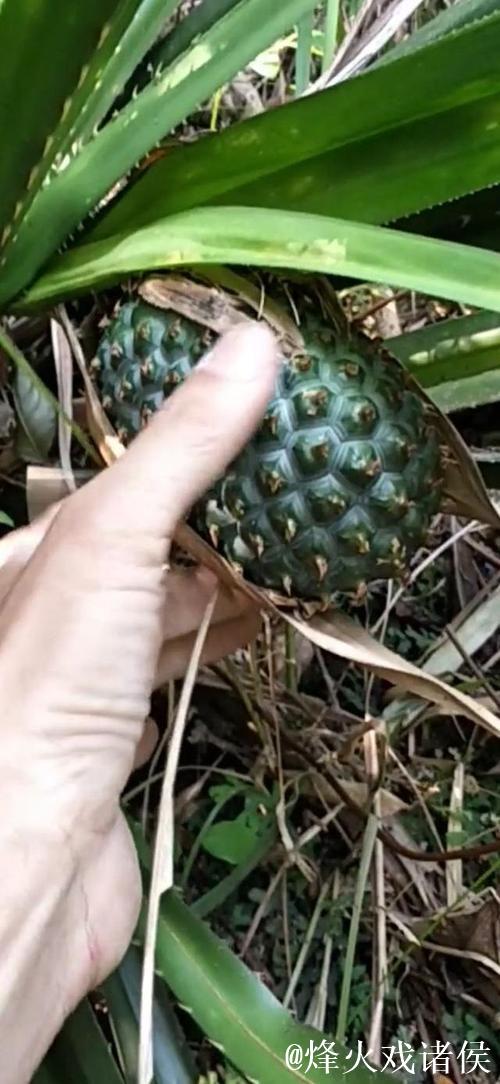 探索绿菠萝视频的神秘世界:揭开新媒体潮流的帷幕 探索绿菠萝视频的神秘世界:揭开新媒体潮流的帷幕